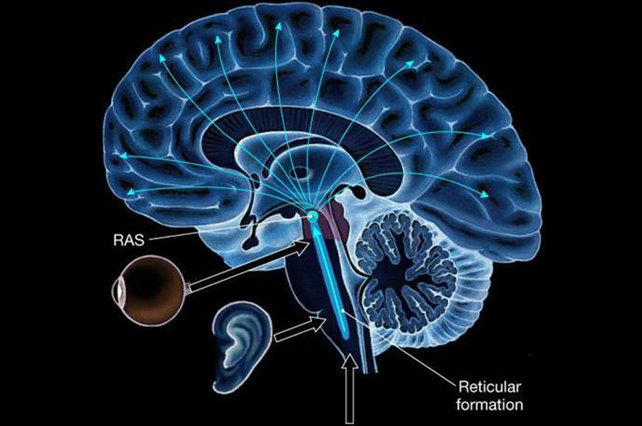 reticular activating system