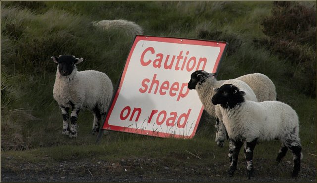 Sheep Behaviour